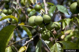 (Casimiroa edulis) Immature white sapote fruits on a tree in an orchard