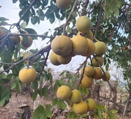 (Casimiroa edulis) Immature white sapote fruits on a tree in an orchard