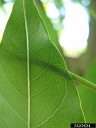 White Sapote (Casimiroa edulis cv. White Sapote)