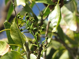 Casimiroa edulis (White sapote)