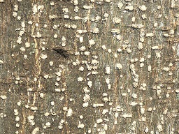 Bark of a White sapote, with conspicous lenticels, at Voortrekkerbad, Limpopo