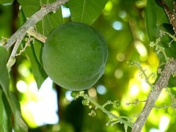 Fruit and inflorescences of a White sapote at Voortrekkerbad, Limpopo,