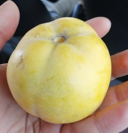 Casimiroa edulis, White sapote fruit