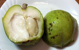C. edulis, White sapote fruit cut in half