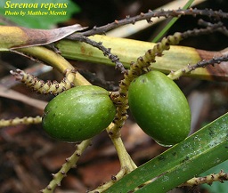 Serenow repens