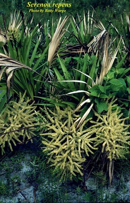 Serenoa repens