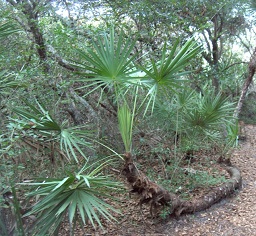 Saw Palmetto found in Gamble Rogers State Park, Florida, United States