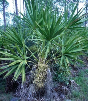 Saw palmettos have multiple "heads"