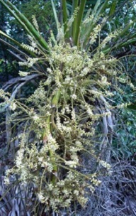 Saw palmetto in blossom