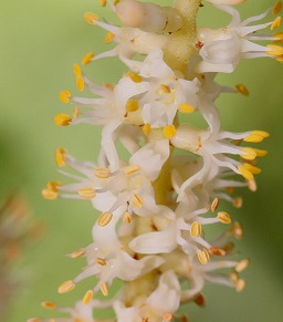 Saw Palmetto (Serenoa repens)