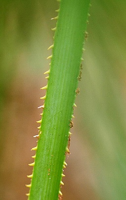 Serenoa repens "saw" teeth on petiole