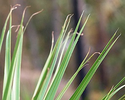 Serenoa repens leaf segments with bifid tips