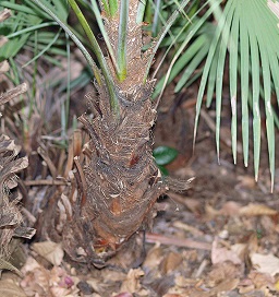 Serenoa repens with stem growing upright