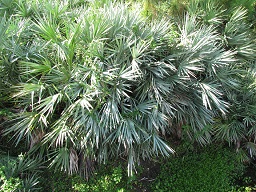 Serenoa repens (Saw palmetto) habit