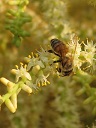 Serenoa repens and bee, Miami, Florida, USA