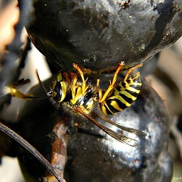 Yellow jacket and palmetto treat