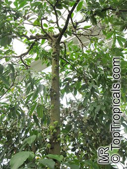 Soursop growing on tree trunk