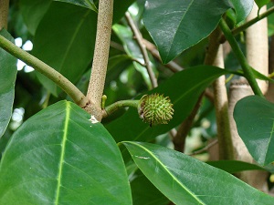 Fruit forming