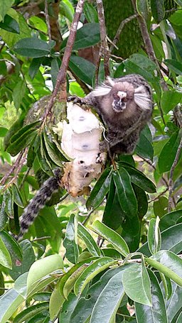 Feeding on the fruit of Annona muricata (soursop). This band of 5 (common marmosets) is a frequent visitor early mornings and also in the afternoon.