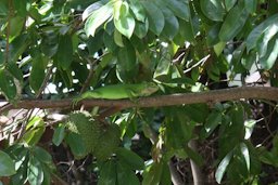 Lesser Antillean Iguana (Iguana delicatissima); juvenile in a soursop tree. Coulibistrie, Dominica.