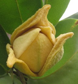 The flower of soursop (Annona muricata, a tropical fruit tree)