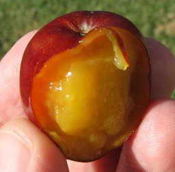 Spondias purpurea (Jocote, Spanish plum) Pulp and seed in hand Olinda, Maui, Hawai'i.