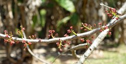 Red Mombin, Spondias purpurea, La Huerta, Jal., México