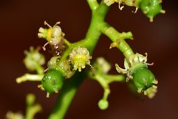 Ambarella Spondias dulcis, Warren, Trinidad and Tobago