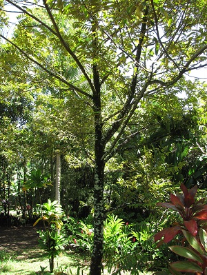 Chrysophyllum cainito (Star apple).Habit. Garden of Eden Keanae, Maui, Hawaii