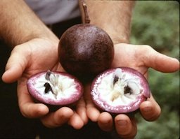 Star Apple cut to reveal the star shape in the pulp
