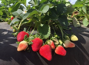 ‘Florida Brilliance’ on a commercial farm near Plant City, Florida in late February 2018