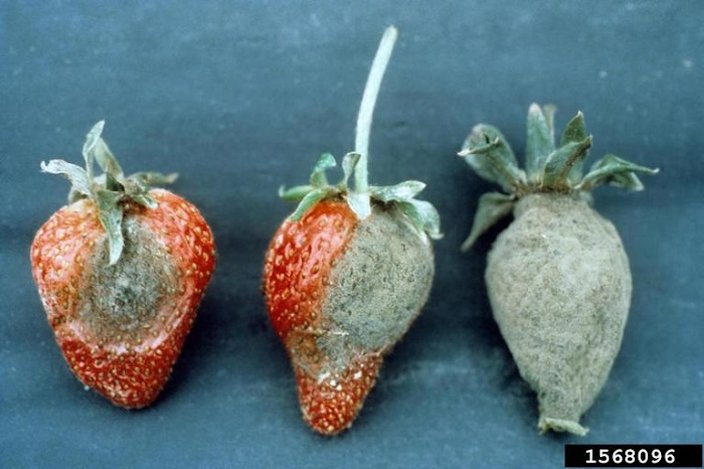 Gray Mold of Strawberry