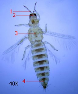 Western flower thrips adult female