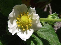 Fragaria × ananassa 'Chandler' at the San Diego County Fair, California, USA.