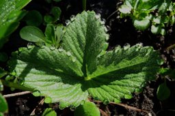 Guttation on a strawberry leaf