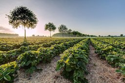 Strawberry Field in the hamlet Dernekamp, Kirchspiel, Dülmen, North Rhine-Westphalia, Germany