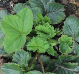 Leaves of Fragaria x ananassa Duchesne ex Rozier, < 288 days >