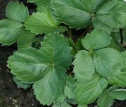 Leaves of Fragaria x ananassa Duchesne ex Rozier, < 127 days >