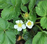 Leaves of Fragaria x ananassa Duchesne ex Rozier, < 9 days >