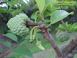 Fruit and flowers