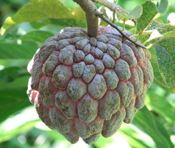 Sugar-apple fruit