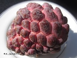 Sugar apple sectioned