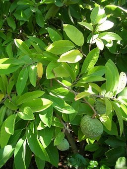 Leaves and fruit