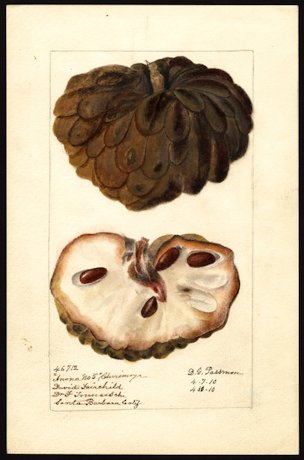 Sugar apple