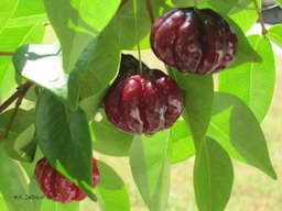 Black Surinam cherries