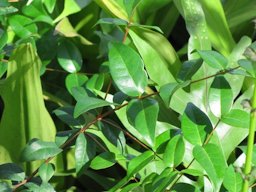 Leaves and flower buds