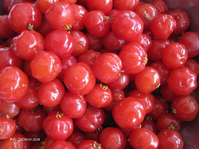 Brazilian Cherry Tree Care - How To Grow A Brazilian Cherry Tree