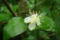 Eugenia uniflora