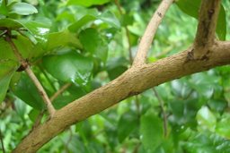 Eugenia uniflora[Surinam Cherry, Brazilian Cherry, Pitanga]