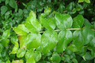 Eugenia uniflora leaf habit